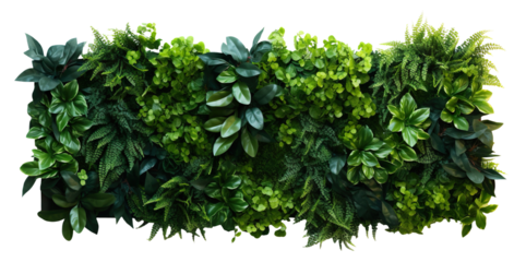 Green garden wall from tropical plants, cut out