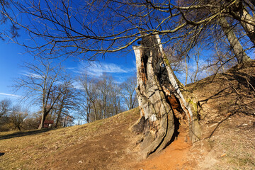 Landscape of very early spring. The stump is dry in the foreground.