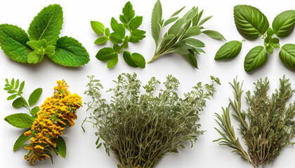 Variety of medicinal plants, each with their unique healing properties, beautifully isolated against a  white background, symbolizing nature’s pharmacy - obrazy, fototapety, plakaty