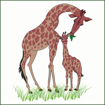 Zarafa Vector Art Design | Print Design | Kids Shirt Design 