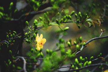 Fototapeta premium sometimes up to 12 - 18 petals, called 