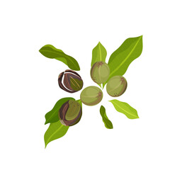 Shea nuts and leaves. Design for shea butter or balm organic products packaging and label. Wellness and healthy.