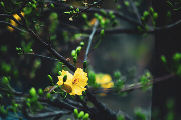 sometimes up to 12 - 18 petals, called 