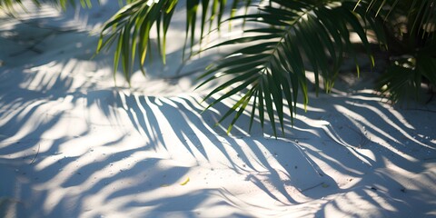 Palm tree is on the sand with its leaves casting a shadow. Concept of relaxation and tranquility, as the palm tree and its shadow create a peaceful atmosphere