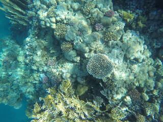 underwater sceneriy of coral reef in red sea egypt © Michaela Holubová