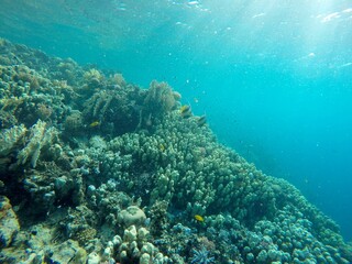 underwater sceneriy of coral reef in red sea egypt