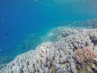 Porites nodifera, also known as dome coral, is a species of stony coral in the Poritidae family. It was first described by Carl Benjamin Klunzinger, a German physician and zoologist active in the Red 