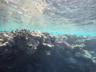 sohal surgeonfish or sohal tang, is a species of marine ray-finned fish belonging to the family Acanthuridae, which includes the surgeonfishes, unicornfishes and tangs. This fish is found in the north