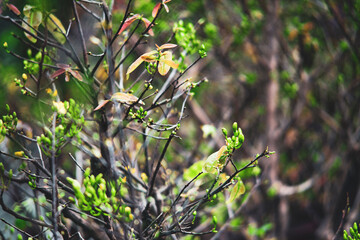 sometimes up to 12 - 18 petals, called 