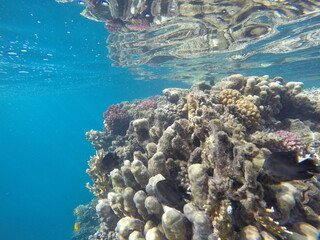 underwater sceneriy of coral reef in red sea egypt © Michaela Holubová