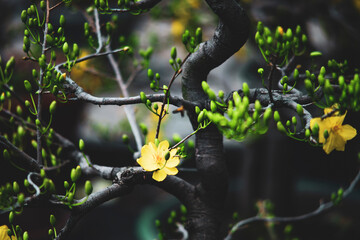 sometimes up to 12 - 18 petals, called 