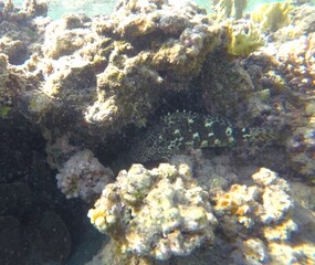 underwater scenery in red sea egypt, coral reef fauna