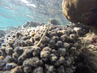 corythoichthys flavofasciathus  commonly as the network pipefish, reticulate pipefish and yellow-banded pipefish, is a species of marine fish in the family Syngnathidae.