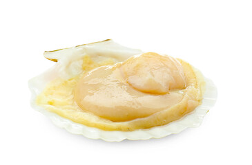 Fresh raw scallop in shell isolated on white