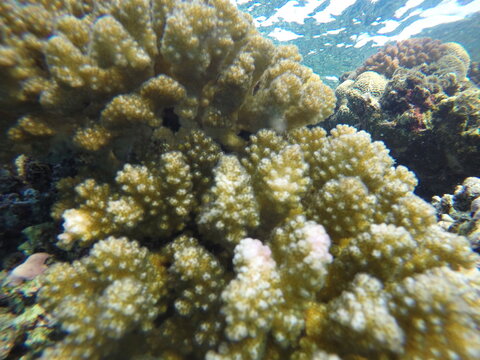 Pocillopora verrucosa, commonly known as cauliflower coral, rasp coral, or knob-horned coral, is a species of stony coral in the family Pocilloporidae. 