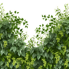Climbing plant, vine, watercolor vector, isolated, garden ornamental, transparent background.