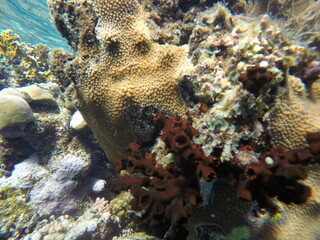 Tubastraea micranthus, commonly known as the black sun coral, and Turbinaria stellulata, also known...