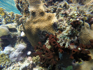 Tubastraea micranthus, commonly known as the black sun coral, and Turbinaria stellulata, also known...