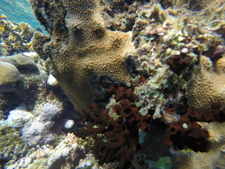 Tubastraea micranthus, commonly known as the black sun coral, and Turbinaria stellulata, also known as disc coral, is a species of colonial stony coral in the family 