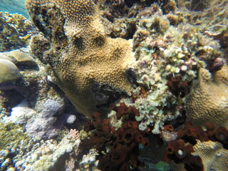 Tubastraea micranthus, commonly known as the black sun coral, and Turbinaria stellulata, also known as disc coral, is a species of colonial stony coral in the family 