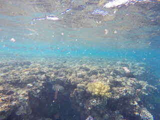 Naklejka na ściany i meble snorcehling at coral reefs in Egypt red sea