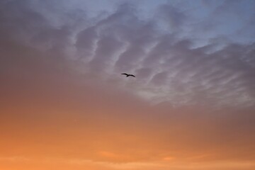 birds flying in the sky