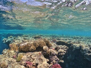 underwater sceneriy of coral reef in red sea egypt © Michaela Holubová