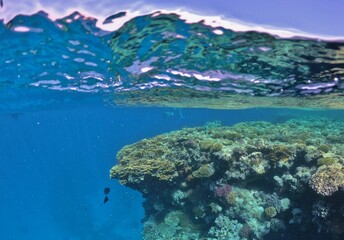 Fototapeta na wymiar snorcheling at coral reefs in Egypt red sea