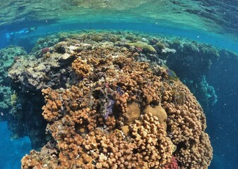 snorcheling at coral reefs in Egypt red sea