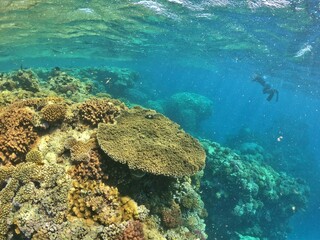 Fototapeta na wymiar snorcehling at coral reefs in Egypt red sea