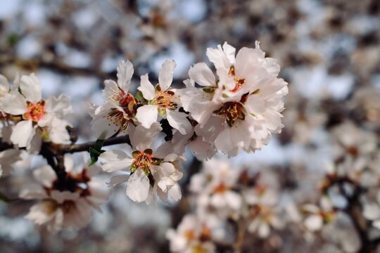 Flor del almendro 