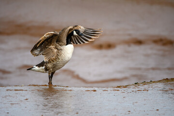 Canadian goose, brown stood on the estuary mud flats in  water springtime. Canada geese, popular in the UK.