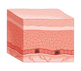 皮膚の断面（シミ発生のメカニズム）