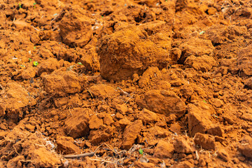 Red soil.
Central highlands of Vietnam.