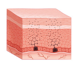 皮膚の断面（シミ発生のメカニズム）