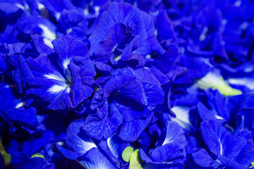 Butterfly pea flowers grow naturally.