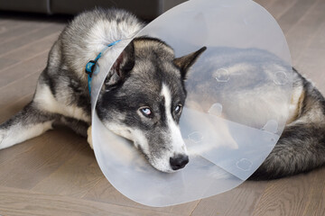 Sad Husky dog lying on a floor wearing plastic pet recovery protection cone