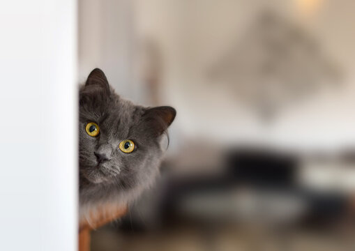 Cute grey cat with yellow eyes peeking out from around a corner of a room