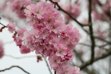 Cerisier du Japon