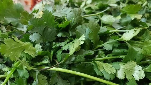 coriander leaves in a close look