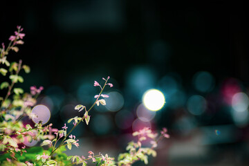 Bokeh in photography is the quality of the entire area that is out of focus. Thus, Bokeh is the...