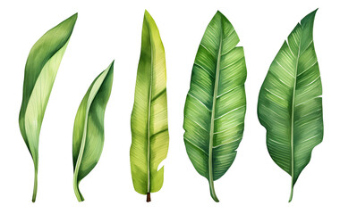 Set of banana leaves, banana leaves, watercolor vector realistic tropical botanical leaf plants Set of tropical leaves and flowers transparent background