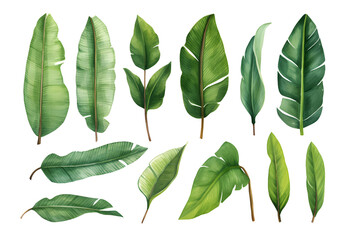 Set of banana leaves, banana leaves, watercolor vector realistic tropical botanical leaf plants Set of tropical leaves and flowers transparent background - obrazy, fototapety, plakaty