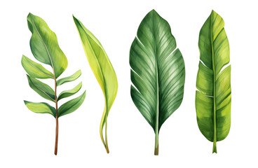 Set of banana leaves, banana leaves, watercolor vector realistic tropical botanical leaf plants Set of tropical leaves and flowers transparent background - obrazy, fototapety, plakaty