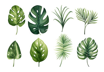 Set of tropical leaves, vector, watercolor, variety, ornamental, transparent background