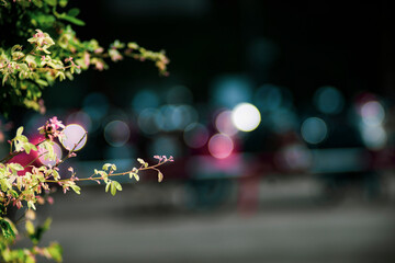 Bokeh in photography is the quality of the entire area that is out of focus. Thus, Bokeh is the...