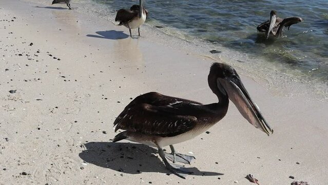 A pelican eats a fish by the beach. Los Planes, Mexico
