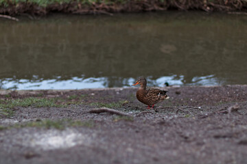 lone duck by the tranquil river - a glimpse of nature’s serenity