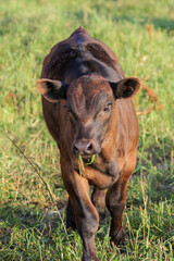 Fototapeta premium Black Angus calf