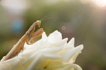 Mantis on a white rose at sunset.